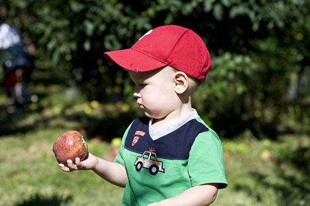 applepicking